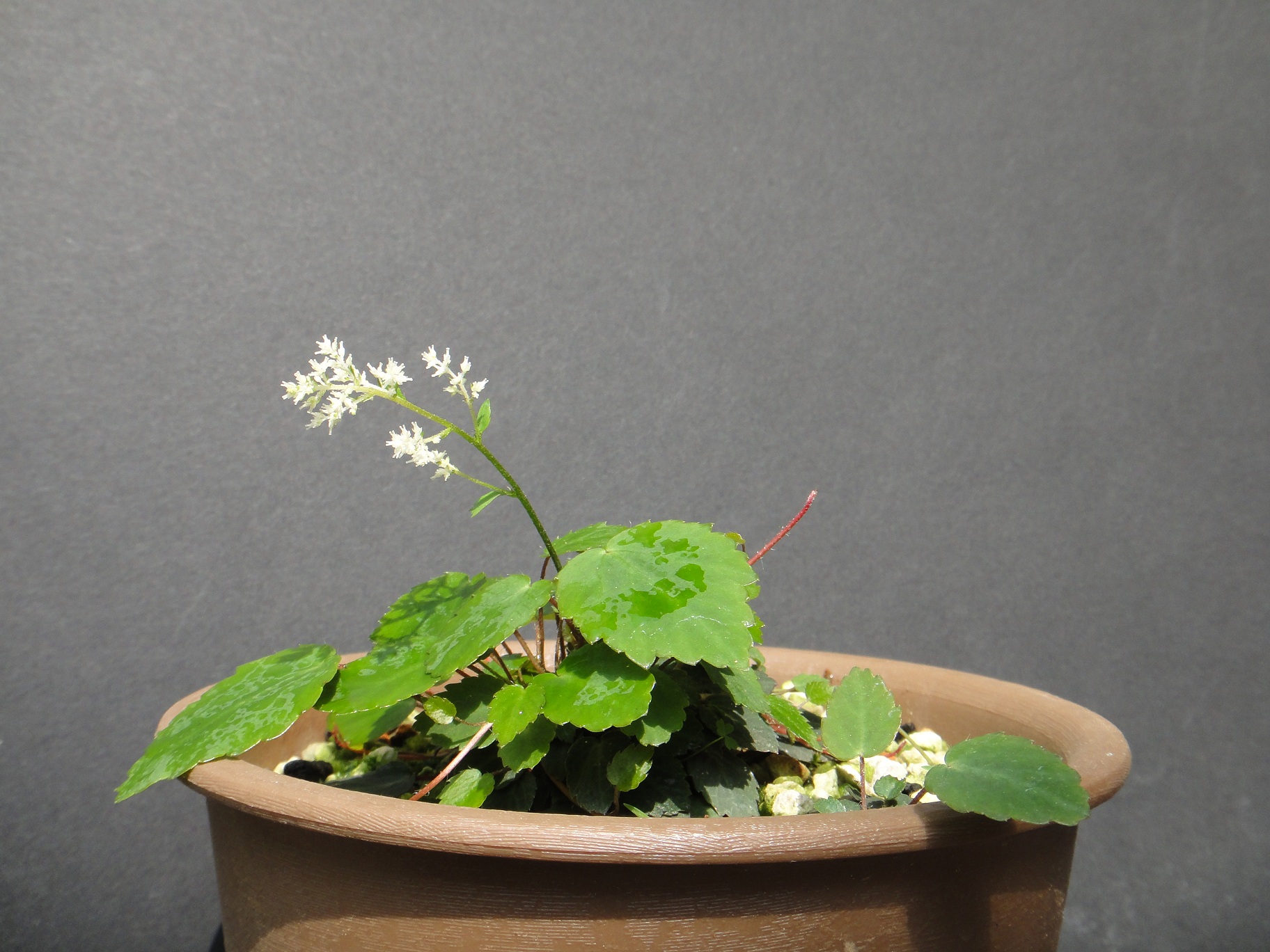 Tanakaea radicans Franchet & Savatier